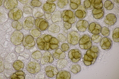Urocystis syncocca