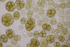 Urocystis syncocca
