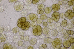 Urocystis syncocca