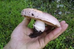 Agaricus megalocarpus