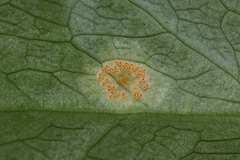 Puccinia sessilis