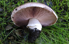 Agaricus megalocarpus