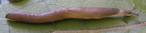 Worm Slug