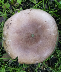 Agaricus megalocarpus
