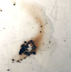 Hypoxylon macrocarpum