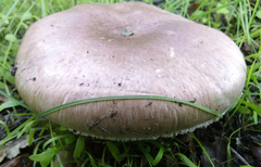 Agaricus megalocarpus