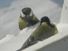 Parus major