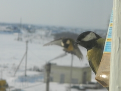 Parus major