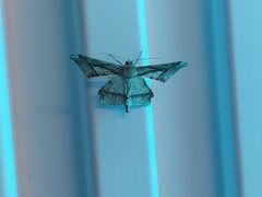 Krananda latimarginaria