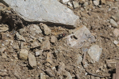 Prostemma albimacula
