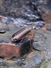 Lytta aenea