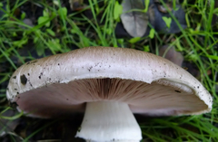 Agaricus megalocarpus