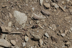 Prostemma albimacula