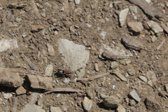 Prostemma albimacula