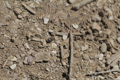 Prostemma albimacula