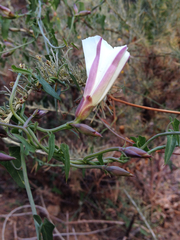 Calystegia occidentalis