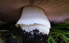 Agaricus megalocarpus
