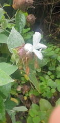 Barleria albostellata