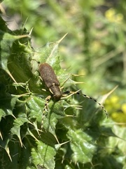 Agapanthia annularis