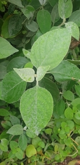 Barleria albostellata