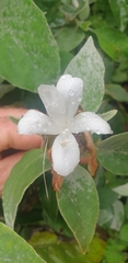 Barleria albostellata
