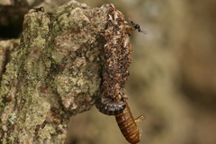 Dahlica triquetrella