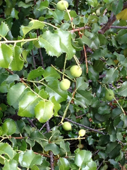 Prunus ilicifolia ilicifolia