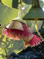 Eucalyptus rhodantha