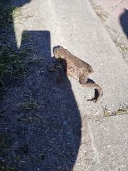 Bufo bufo