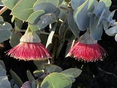 Eucalyptus rhodantha