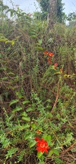 Passiflora coccinea