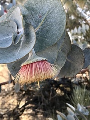 Eucalyptus rhodantha