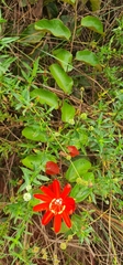 Passiflora coccinea