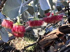Eucalyptus rhodantha