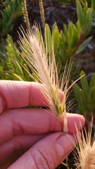 Hordeum marinum