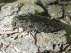 Dicerca tenebrica