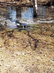 Haematopus ostralegus