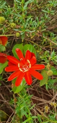 Passiflora coccinea