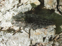 Dicerca tenebrica