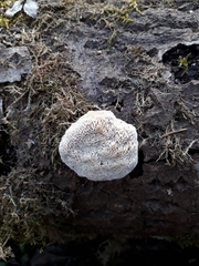 Flavidoporia mellita