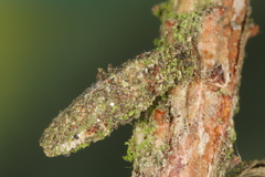 Dahlica triquetrella