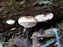 Flavidoporia mellita