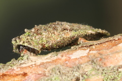 Dahlica triquetrella