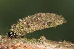 Dahlica triquetrella