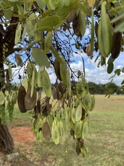 Dalbergia miscolobium