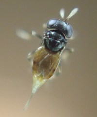 Aphelinidae