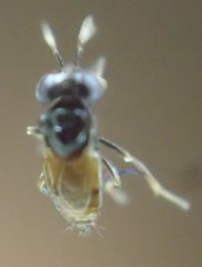 Aphelinidae
