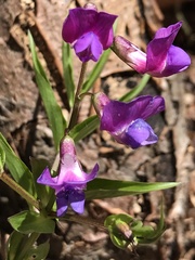 Lathyrus vernus