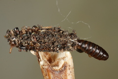 Dahlica triquetrella