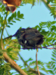 Saucerottia beryllina